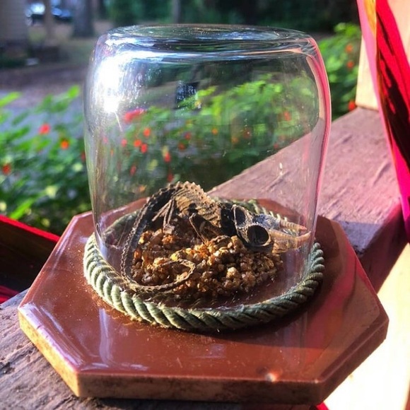 Horned Chameleon Taxidermy - Picture 1 of 1